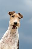 FOX TERRIER 646